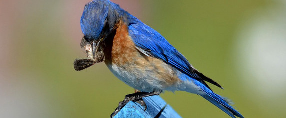 Stock photo of a bluebird