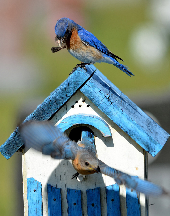 Stock photo of two bluebirds
